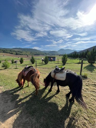 Balade à Poney 15 min