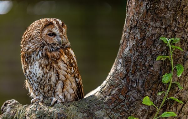 Carte abonnement CHOUETTE - 6 MOIS