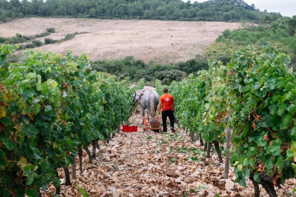 Coffret au rythme de la Vigne...